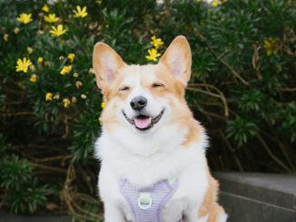 Happy dog outdoors