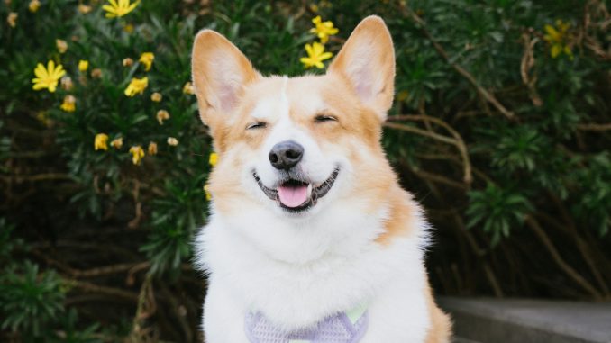 Happy dog outdoors