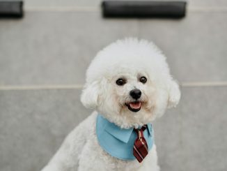 Dog wearing a bandana