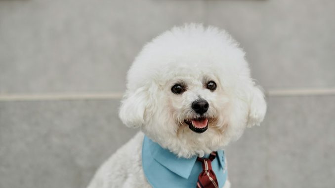 Dog wearing a bandana