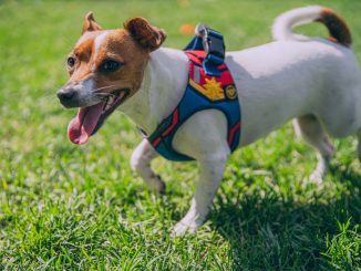 Dog wearing a harness outdoors