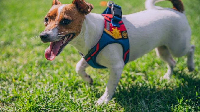 Dog wearing a harness outdoors