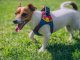 Dog wearing a harness outdoors
